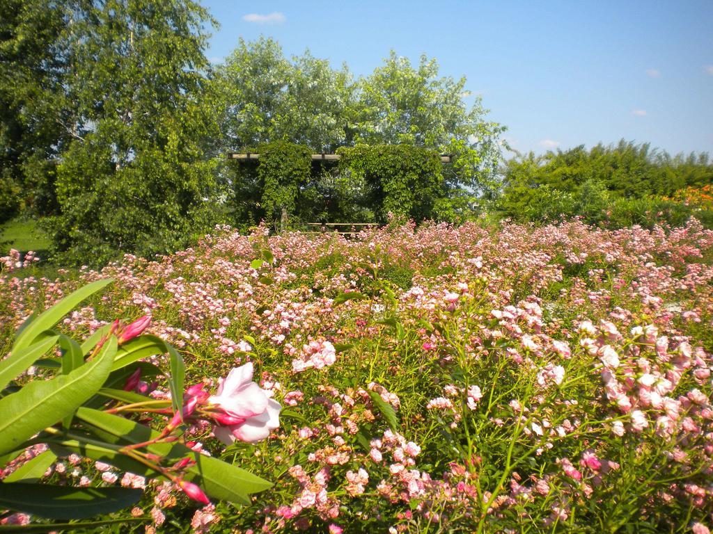Farm stay Il Magicorto Cassola